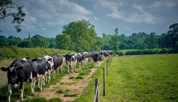 Farmer study tour: Explore the Danish approach to profit through prevention